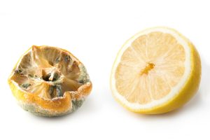 Ugly lemon with mold and fresh half lemon on white background.