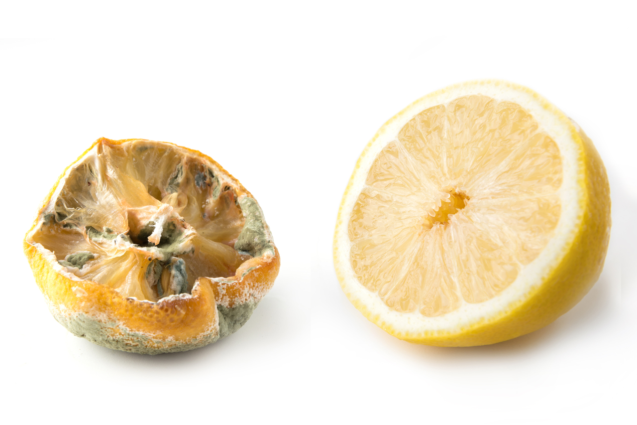 Ugly lemon with mold and fresh half lemon on white background.